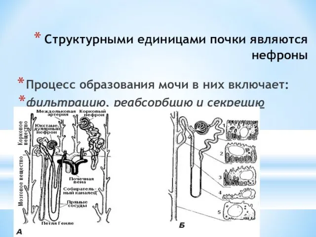 Структурными единицами почки являются нефроны Процесс образования мочи в них включает: фильтрацию, реабсорбцию и секрецию