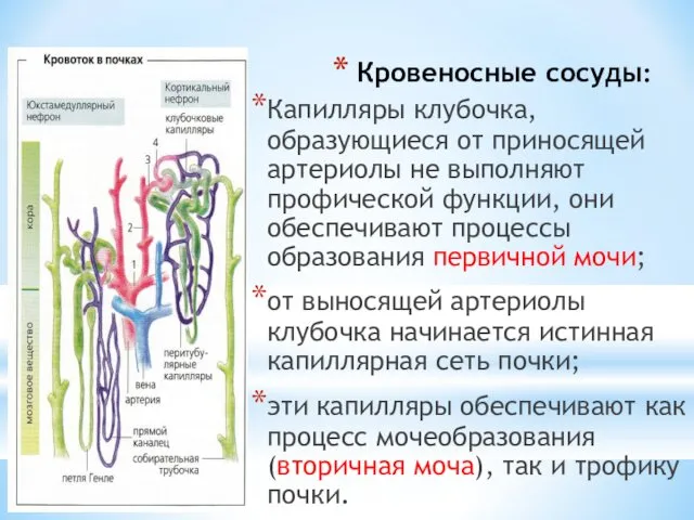 Кровеносные сосуды: Капилляры клубочка, образующиеся от приносящей артериолы не выполняют профической функции, они