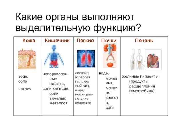 Какие органы выполняют выделительную функцию?