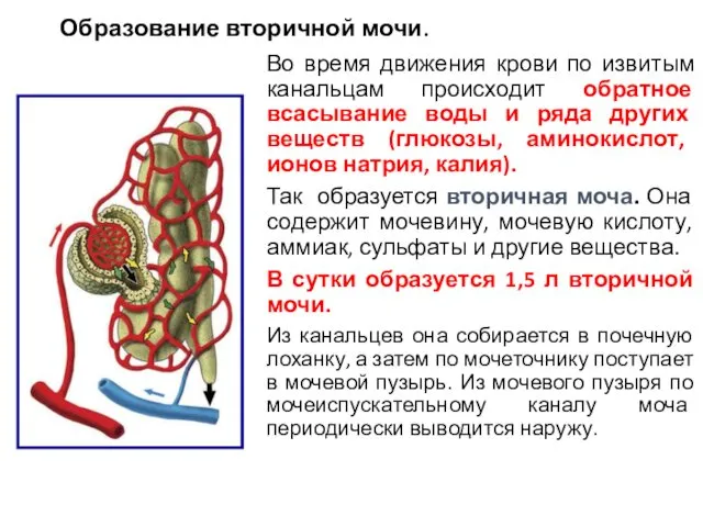 Образование вторичной мочи. Во время движения крови по извитым канальцам