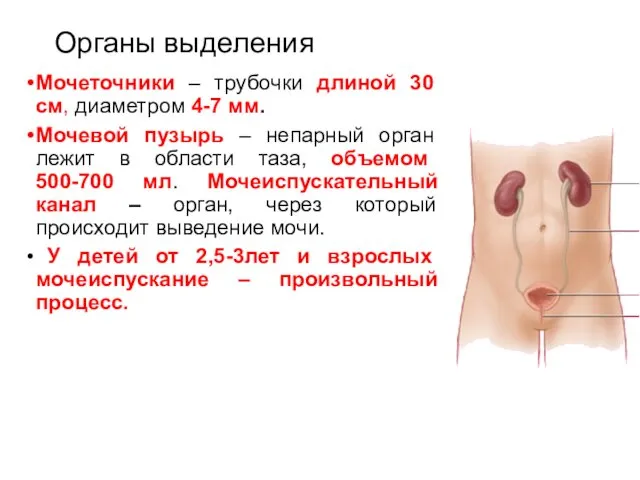 Органы выделения Мочеточники – трубочки длиной 30 см, диаметром 4-7 мм. Мочевой пузырь