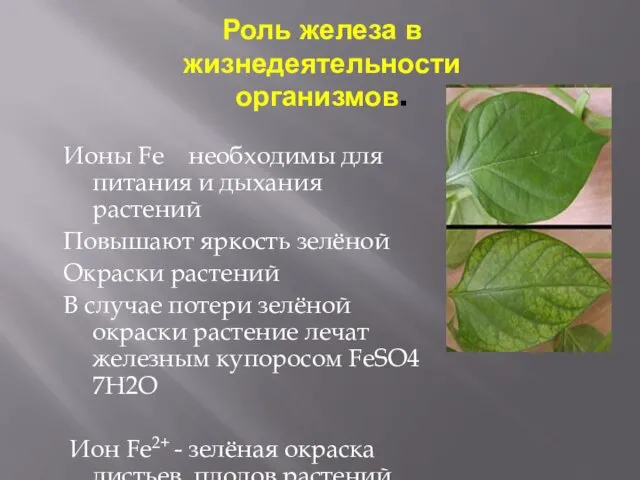 Роль железа в жизнедеятельности организмов. Ионы Fe необходимы для питания