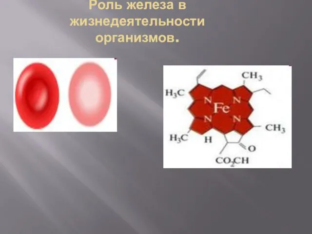 Роль железа в жизнедеятельности организмов.