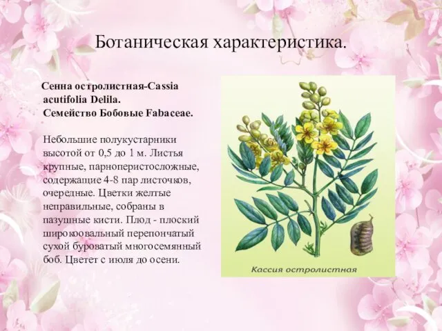 Ботаническая характеристика. Сенна остролистная-Cassia acutifolia Delila. Семейство Бобовые Fabaceae. Небольшие