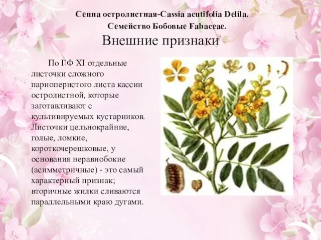 Сенна остролистная-Cassia acutifolia Delila. Семейство Бобовые Fabaceae. Внешние признаки По