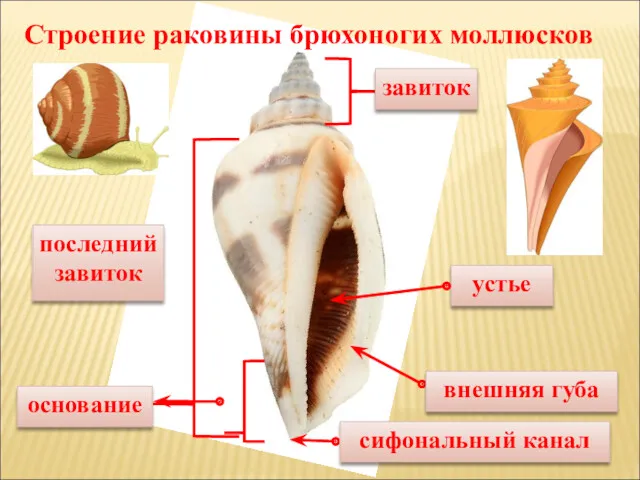 устье завиток последний завиток внешняя губа сифональный канал основание Строение раковины брюхоногих моллюсков