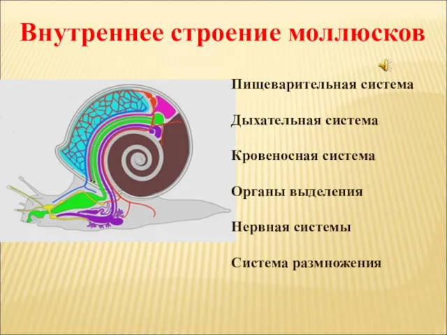 Внутреннее строение моллюсков Пищеварительная система Дыхательная система Кровеносная система Органы выделения Нервная системы Система размножения