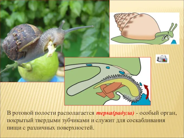 В ротовой полости располагается терка(радула) - особый орган, покрытый твердыми
