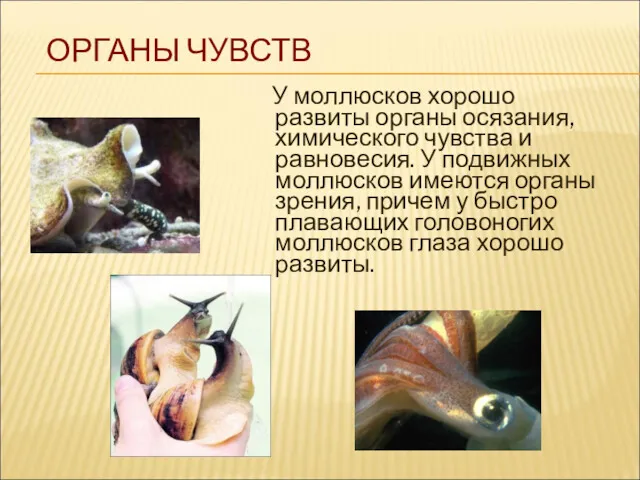У моллюсков хорошо развиты органы осязания, химического чувства и равновесия.