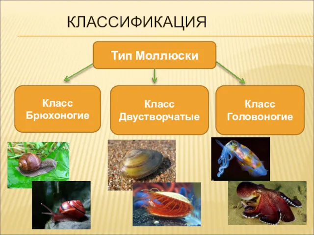 КЛАССИФИКАЦИЯ Тип Моллюски Класс Брюхоногие Класс Двустворчатые Класс Головоногие