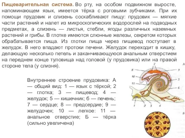 Пищеварительная система. Во рту, на особом подвижном выросте, напоминающем язык,