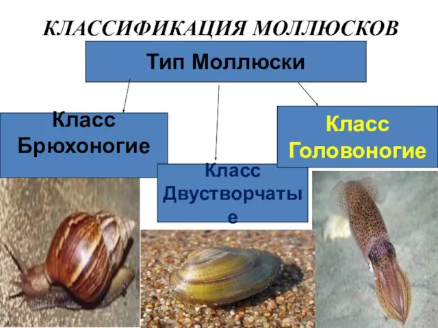 КЛАССИФИКАЦИЯ МОЛЛЮСКОВ Тип Моллюски Класс Брюхоногие Класс Двустворчатые Класс Головоногие