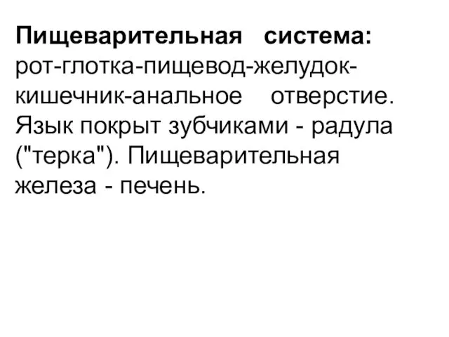 Пищеварительная система: рот-глотка-пищевод-желудок-кишечник-анальное отверстие. Язык покрыт зубчиками - радула ("терка"). Пищеварительная железа - печень.