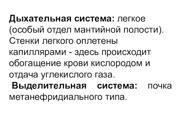 Дыхательная система: легкое (особый отдел мантийной полости). Стенки легкого оплетены