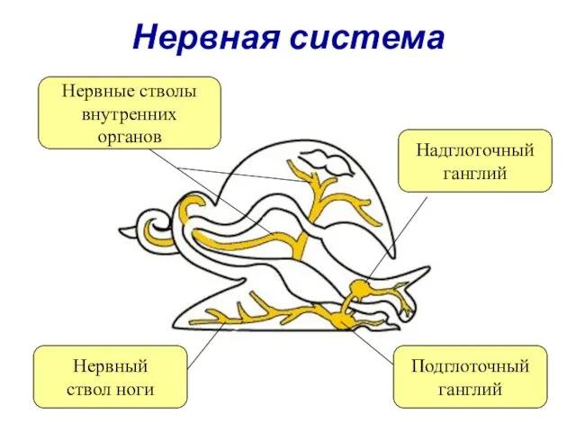 Нервная система Надглоточный ганглий Подглоточный ганглий Нервный ствол ноги Нервные стволы внутренних органов