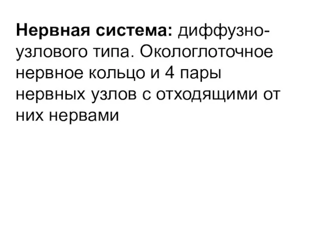 Нервная система: диффузно-узлового типа. Окологлоточное нервное кольцо и 4 пары