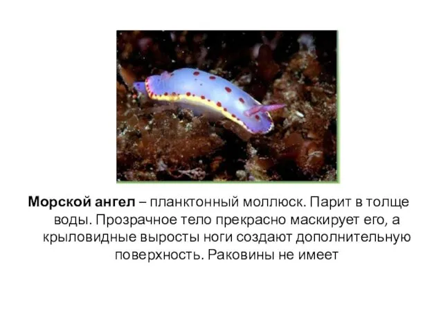 Морской ангел – планктонный моллюск. Парит в толще воды. Прозрачное