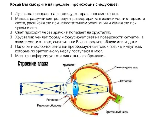 Когда Вы смотрите на предмет, происходит следующее: Луч света попадает