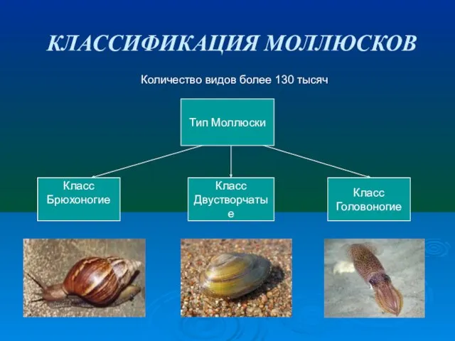 КЛАССИФИКАЦИЯ МОЛЛЮСКОВ Количество видов более 130 тысяч Тип Моллюски Класс Брюхоногие Класс Двустворчатые Класс Головоногие