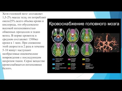 Хотя головной мозг составляет 1,5-2% массы тела, он потребляет около25% всего объема крови