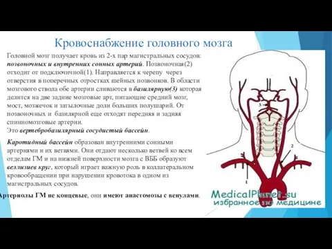 Кровоснабжение головного мозга Головной мозг получает кровь из 2-х пар магистральных сосудов: позвоночных