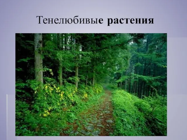 Тенелюбивые растения