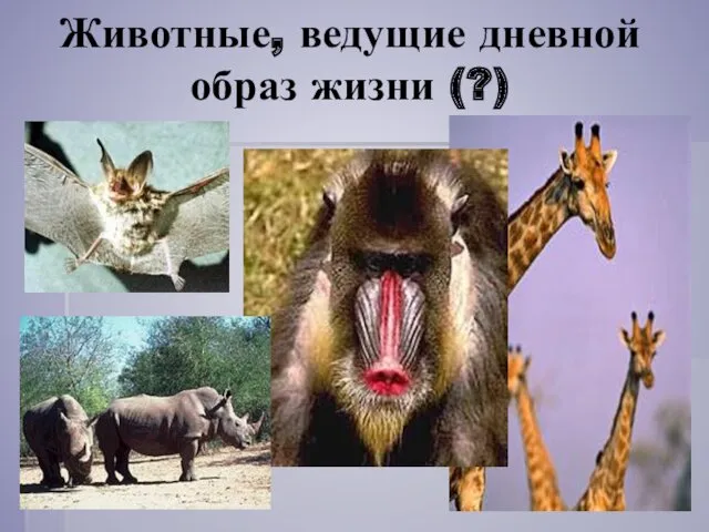 Животные, ведущие дневной образ жизни (?)