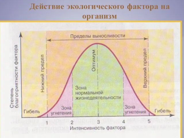 Действие экологического фактора на организм