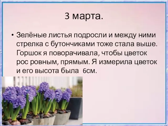 3 марта. Зелёные листья подросли и между ними стрелка с