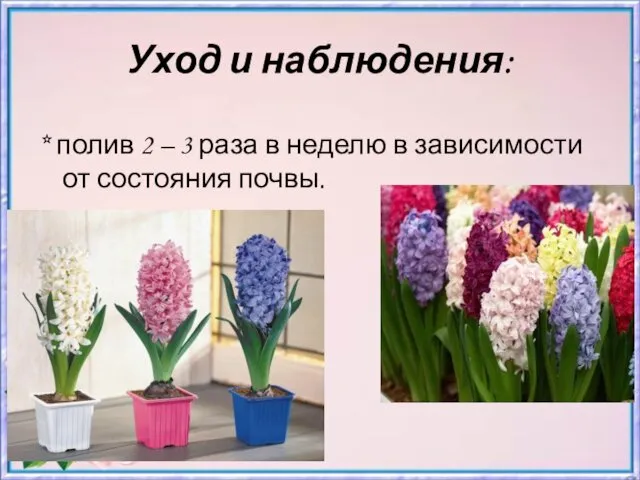 Уход и наблюдения: * полив 2 – 3 раза в неделю в зависимости от состояния почвы.