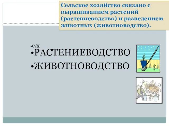 С/Х РАСТЕНИЕВОДСТВО ЖИВОТНОВОДСТВО Сельское хозяйство связано с выращиванием растений (растениеводство) и разведением животных (животноводство).