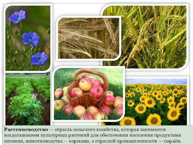 Растениеводство — отрасль сельского хозяйства, которая занимается возделыванием культурных растений для обеспечения населения