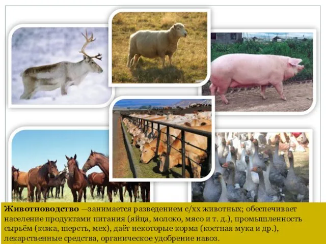 Животноводство —занимается разведением с/хх животных; обеспечивает население продуктами питания (яйца, молоко, мясо и