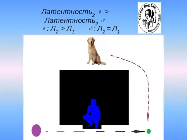 Латентность2 ♀ > Латентность2 ♂ ♀: Л2 > Л1 ♂: Л2 = Л1