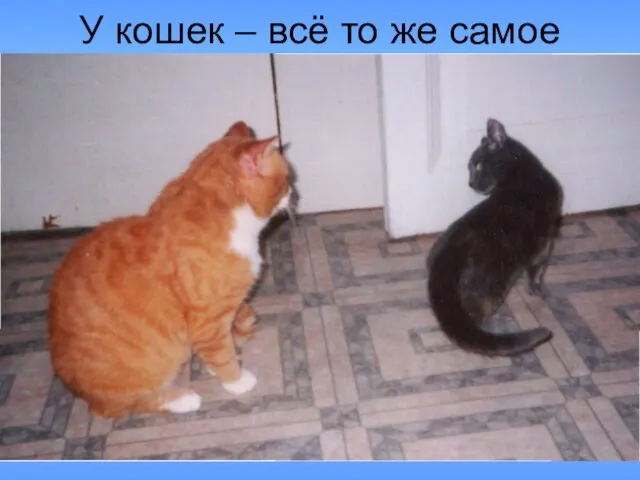 У кошек – всё то же самое