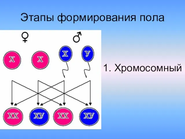 Этапы формирования пола 1. Хромосомный