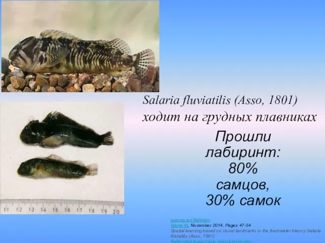 Прошли лабиринт: 80% самцов, 30% самок Salaria fluviatilis (Asso, 1801) ходит на грудных