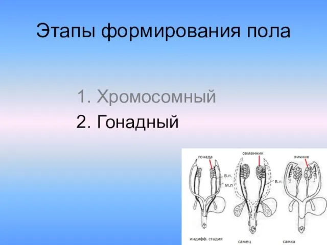 Этапы формирования пола 1. Хромосомный 2. Гонадный