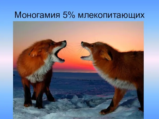 Моногамия 5% млекопитающих