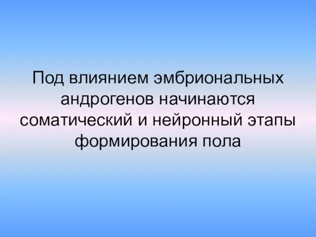 Под влиянием эмбриональных андрогенов начинаются соматический и нейронный этапы формирования пола