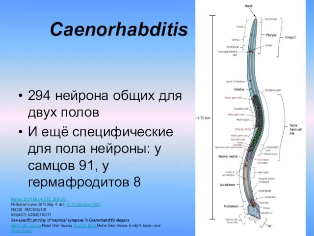 Caenorhabditis elegans 294 нейрона общих для двух полов И ещё специфические для пола