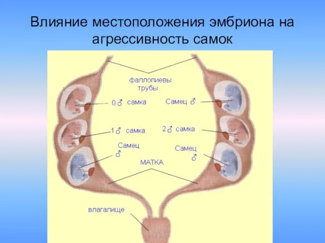 Влияние местоположения эмбриона на агрессивность самок