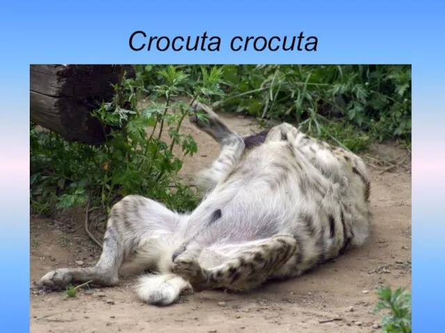 Crocuta crocuta