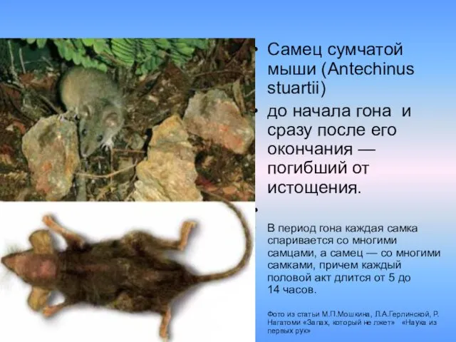 Самец сумчатой мыши (Antechinus stuartii) до начала гона и сразу после его окончания