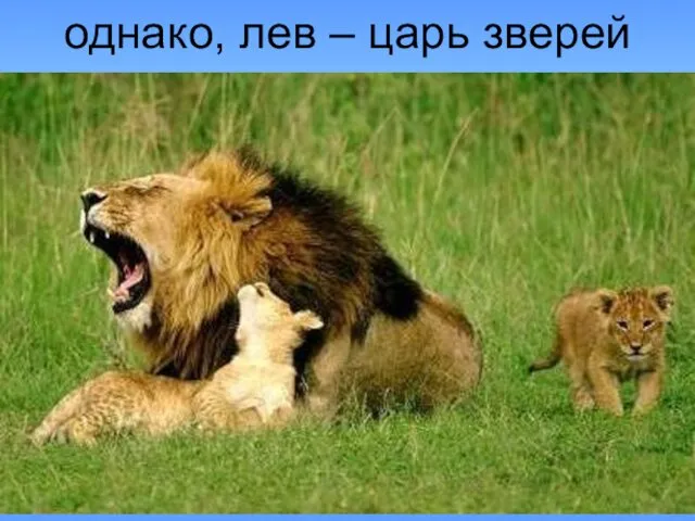 однако, лев – царь зверей
