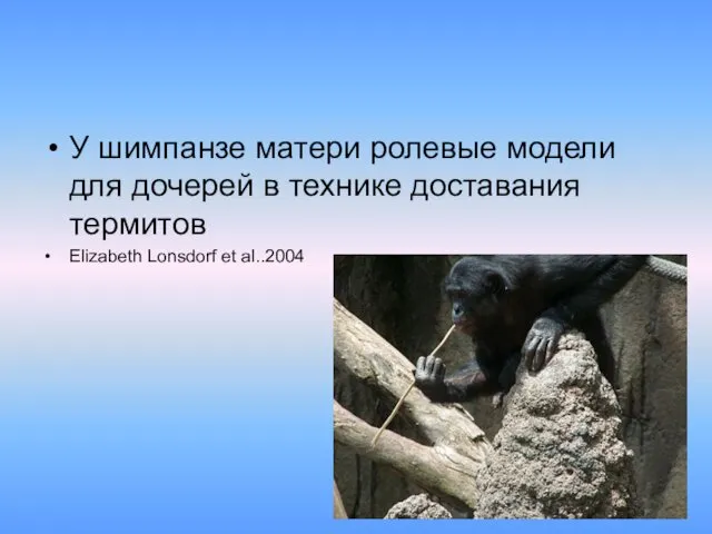 У шимпанзе матери ролевые модели для дочерей в технике доставания термитов Elizabeth Lonsdorf et al..2004