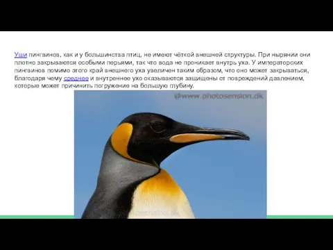 Уши пингвинов, как и у большинства птиц, не имеют чёткой