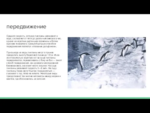 передвижение Средняя скорость, которую пингвины развивают в воде, составляет от