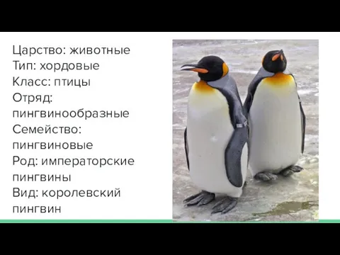 Царство: животные Тип: хордовые Класс: птицы Отряд: пингвинообразные Семейство: пингвиновые Род: императорские пингвины Вид: королевский пингвин