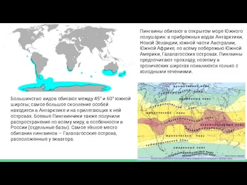 Пингвины обитают в открытом море Южного полушария: в прибрежных водах